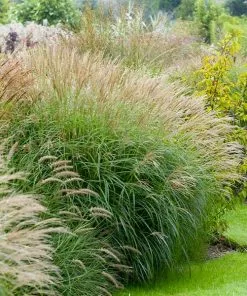 Fast Growing Trees Adagio Maiden Grass Ornamental Grasses