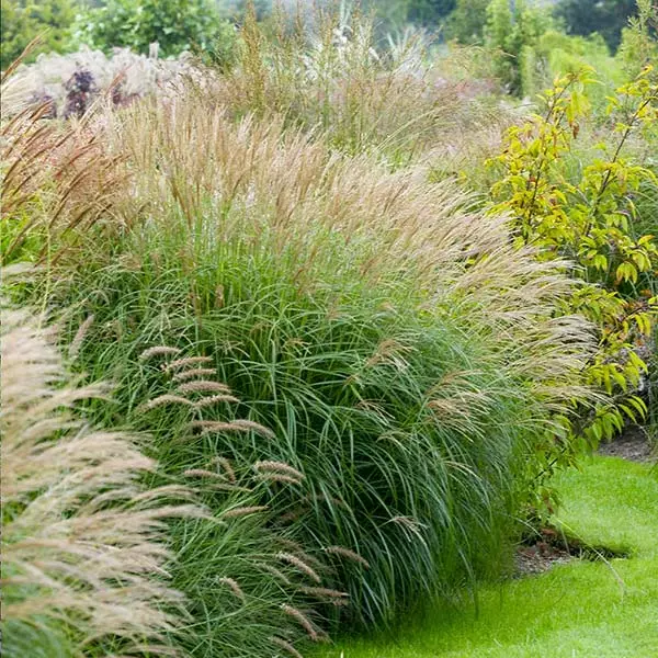 Fast Growing Trees Adagio Maiden Grass Ornamental Grasses 3 Fast Growing Trees Adagio Maiden Grass Ornamental Grasses