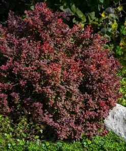 Fast Growing Trees Admiration Barberry Shrub 9 Fast Growing Trees Admiration Barberry Shrub