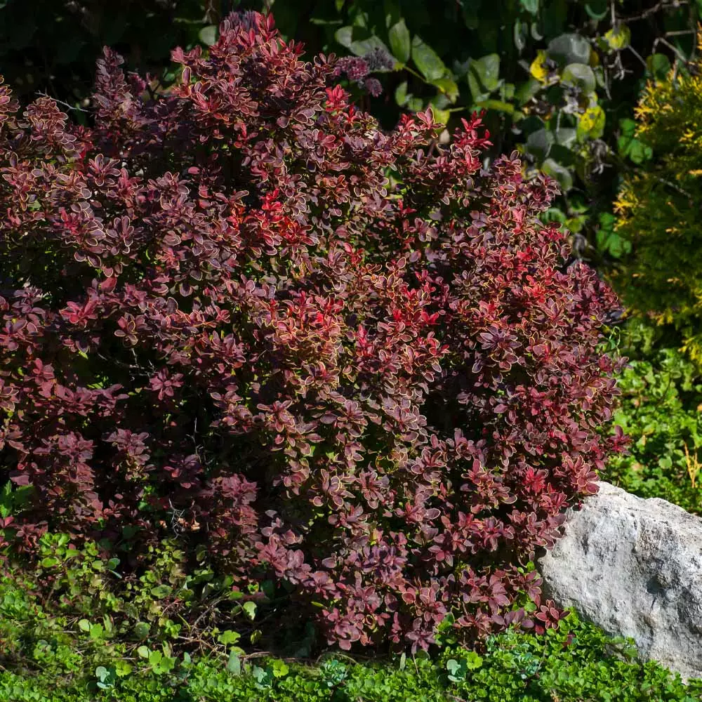 Fast Growing Trees Admiration Barberry Shrub 6 Fast Growing Trees Admiration Barberry Shrub