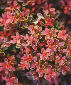 Fast Growing Trees Admiration Barberry Shrub