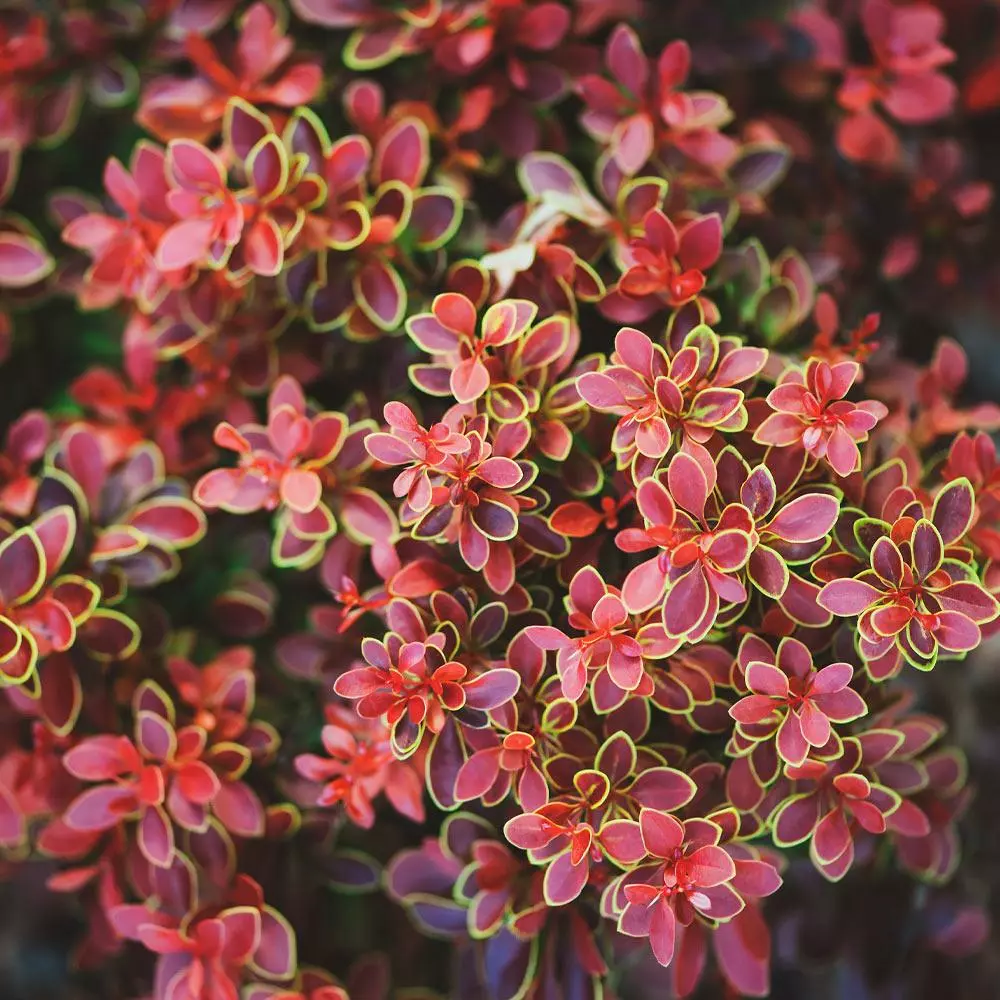 Fast Growing Trees Admiration Barberry Shrub 4 Fast Growing Trees Admiration Barberry Shrub