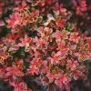 Fast Growing Trees Admiration Barberry Shrub 1 Fast Growing Trees Admiration Barberry Shrub