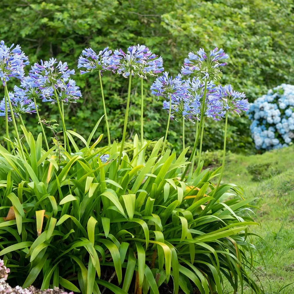 Fast Growing Trees Blue Agapanthus (Lily Of The Nile) See All Shrubs & Hedges 5 Fast Growing Trees Blue Agapanthus (Lily Of The Nile) See All Shrubs & Hedges