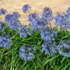 Fast Growing Trees Blue Agapanthus (Lily Of The Nile) See All Shrubs & Hedges 1 Fast Growing Trees Blue Agapanthus (Lily Of The Nile) See All Shrubs & Hedges