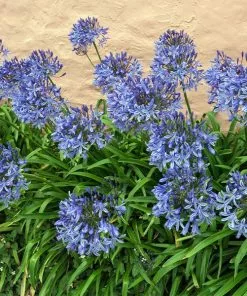 Fast Growing Trees Blue Agapanthus (Lily Of The Nile) See All Shrubs & Hedges