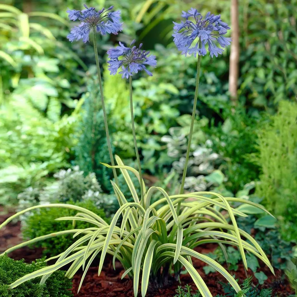 Fast Growing Trees Neverland Lily Of The Nile Plant 4 Fast Growing Trees Neverland Lily Of The Nile Plant