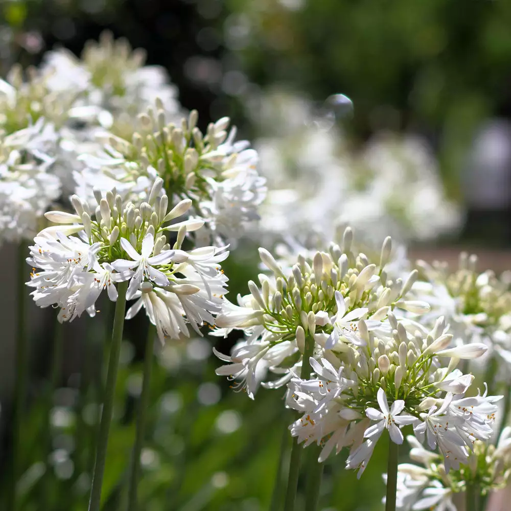 Fast Growing Trees See All Shrubs & Hedges White Agapanthus 6 Fast Growing Trees See All Shrubs & Hedges White Agapanthus