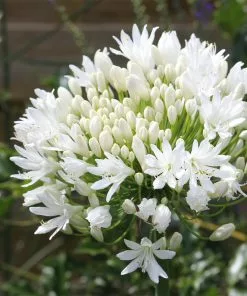 Fast Growing Trees See All Shrubs & Hedges White Agapanthus 11 Fast Growing Trees See All Shrubs & Hedges White Agapanthus