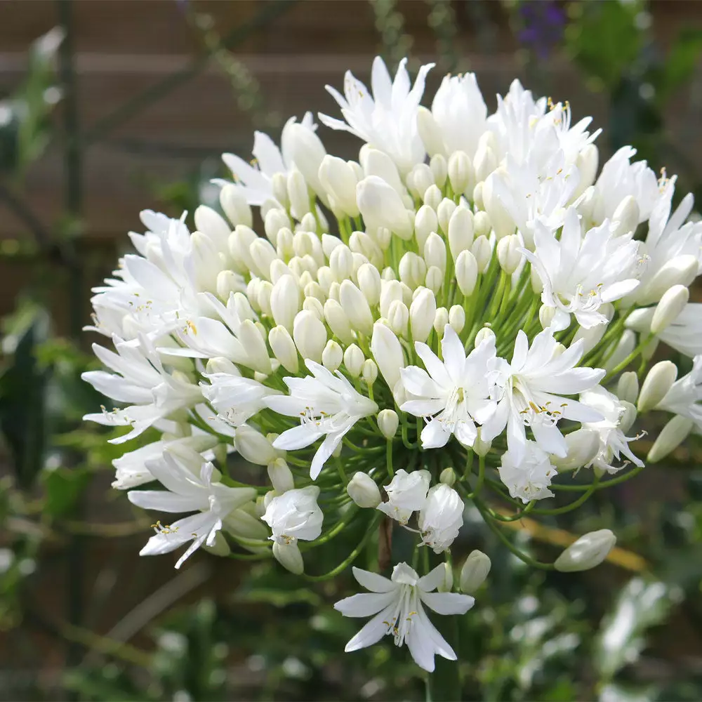 Fast Growing Trees See All Shrubs & Hedges White Agapanthus 7 Fast Growing Trees See All Shrubs & Hedges White Agapanthus