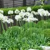Fast Growing Trees See All Shrubs & Hedges White Agapanthus 1 Fast Growing Trees See All Shrubs & Hedges White Agapanthus