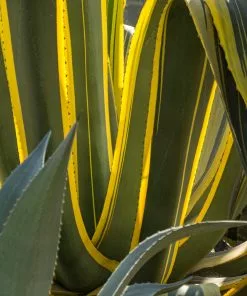 Fast Growing Trees See All Shrubs & Hedges Variegated Century Plant 9 Fast Growing Trees See All Shrubs & Hedges Variegated Century Plant