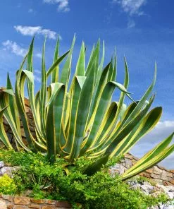 Fast Growing Trees See All Shrubs & Hedges Variegated Century Plant 7 Fast Growing Trees See All Shrubs & Hedges Variegated Century Plant