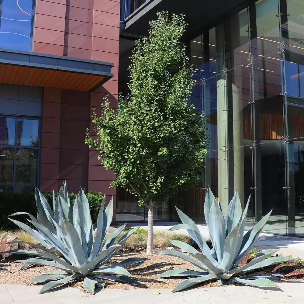 Fast Growing Trees Century Plant 7 Fast Growing Trees Century Plant