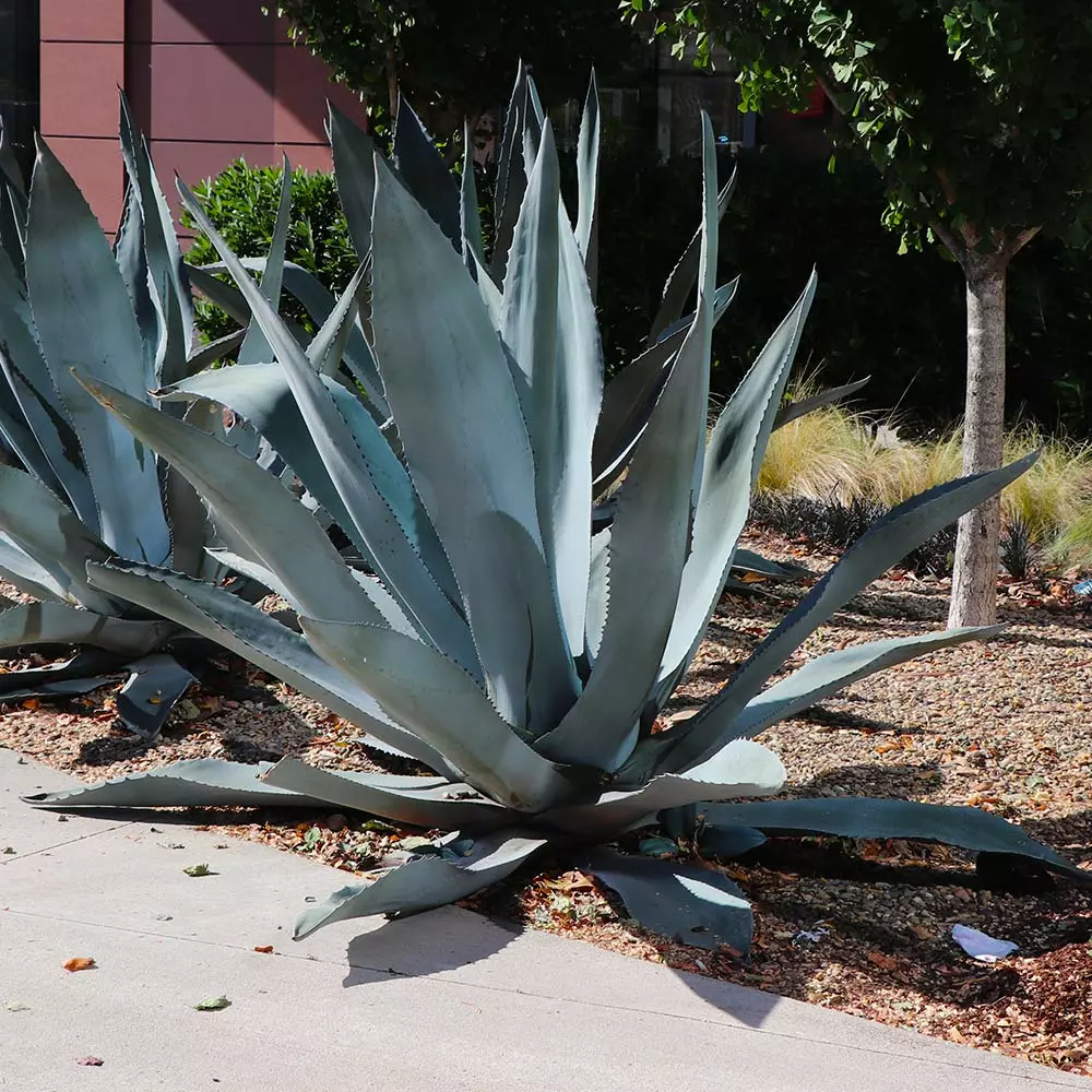 Fast Growing Trees See All Shrubs & Hedges Blue American Agave Plant 4 Fast Growing Trees See All Shrubs & Hedges Blue American Agave Plant