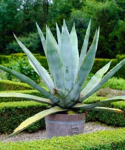 Fast Growing Trees See All Shrubs & Hedges Blue American Agave Plant 13 Fast Growing Trees See All Shrubs & Hedges Blue American Agave Plant