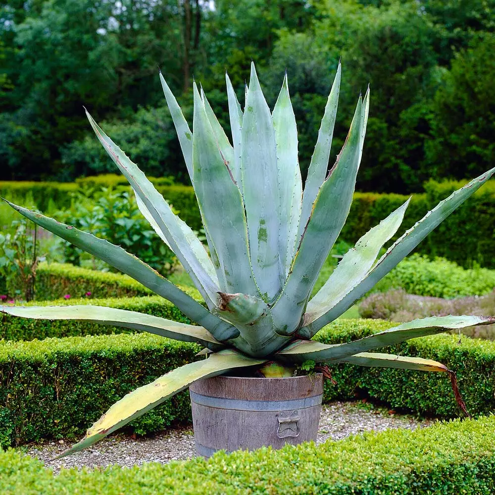 Fast Growing Trees See All Shrubs & Hedges Blue American Agave Plant 8 Fast Growing Trees See All Shrubs & Hedges Blue American Agave Plant