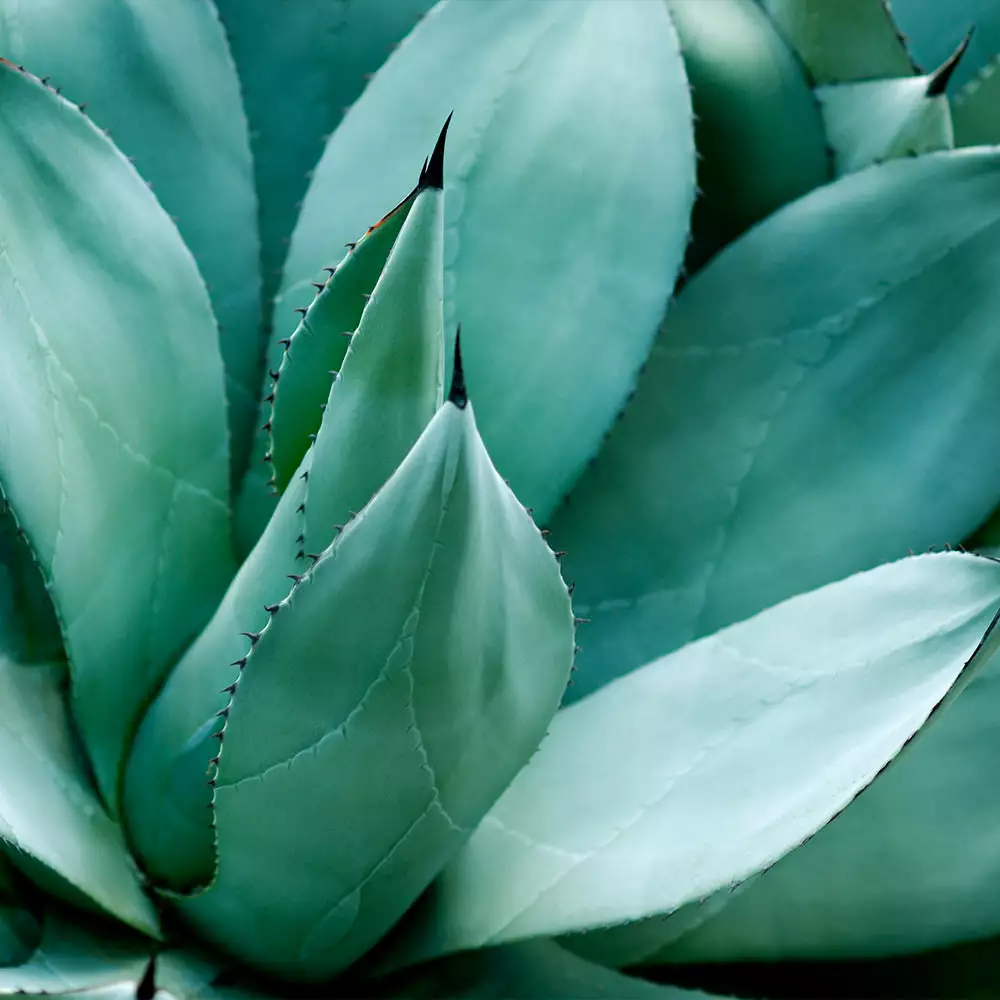 Fast Growing Trees See All Shrubs & Hedges Blue American Agave Plant 5 Fast Growing Trees See All Shrubs & Hedges Blue American Agave Plant