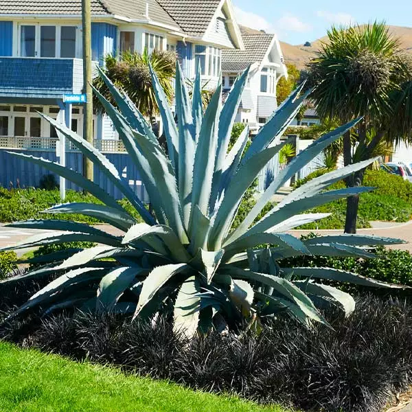 Fast Growing Trees See All Shrubs & Hedges Blue American Agave Plant 6 Fast Growing Trees See All Shrubs & Hedges Blue American Agave Plant