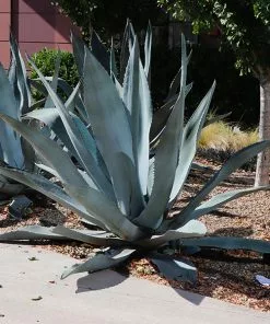 Fast Growing Trees See All Shrubs & Hedges Blue American Agave Plant