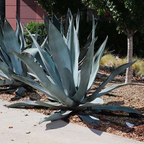 Fast Growing Trees See All Shrubs & Hedges Blue American Agave Plant 3 Fast Growing Trees See All Shrubs & Hedges Blue American Agave Plant