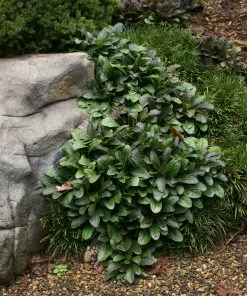 Fast Growing Trees Chocolate Chip Ajuga Plant 9 Fast Growing Trees Chocolate Chip Ajuga Plant