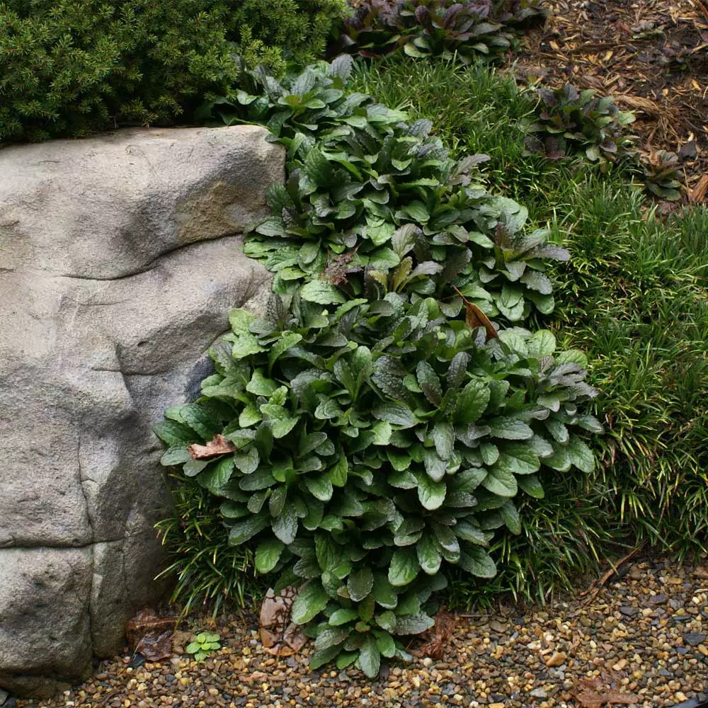 Fast Growing Trees Chocolate Chip Ajuga Plant 5 Fast Growing Trees Chocolate Chip Ajuga Plant