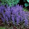 Fast Growing Trees Chocolate Chip Ajuga Plant 1 Fast Growing Trees Chocolate Chip Ajuga Plant