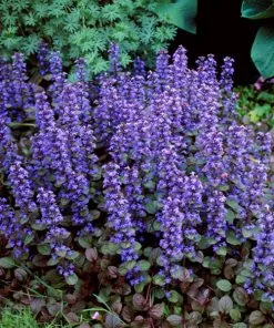 Fast Growing Trees Chocolate Chip Ajuga Plant