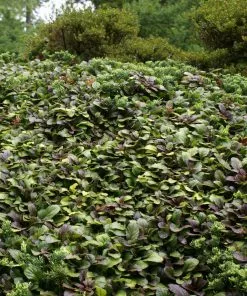 Fast Growing Trees Chocolate Chip Ajuga Plant 10 Fast Growing Trees Chocolate Chip Ajuga Plant
