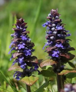 Fast Growing Trees Chocolate Chip Ajuga Plant 11 Fast Growing Trees Chocolate Chip Ajuga Plant