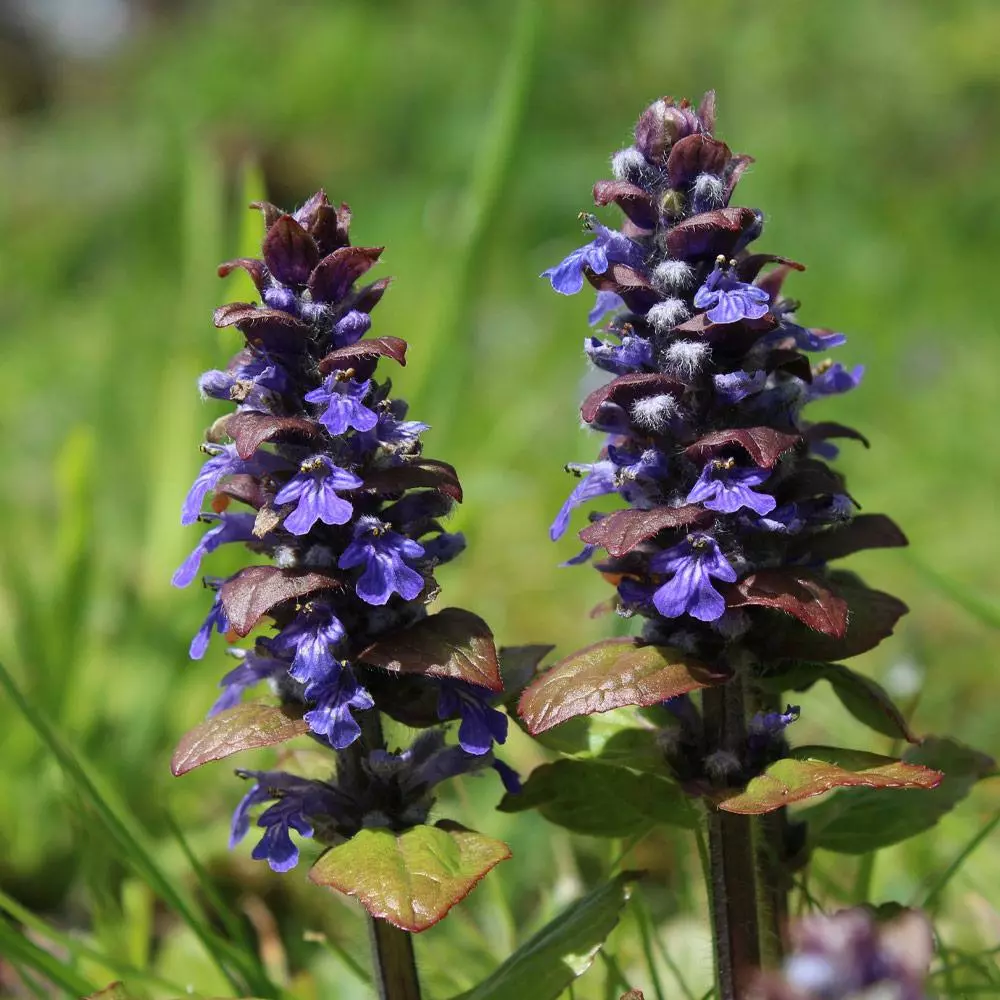Fast Growing Trees Chocolate Chip Ajuga Plant 7 Fast Growing Trees Chocolate Chip Ajuga Plant