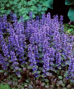 Fast Growing Trees Chocolate Chip Ajuga Plant