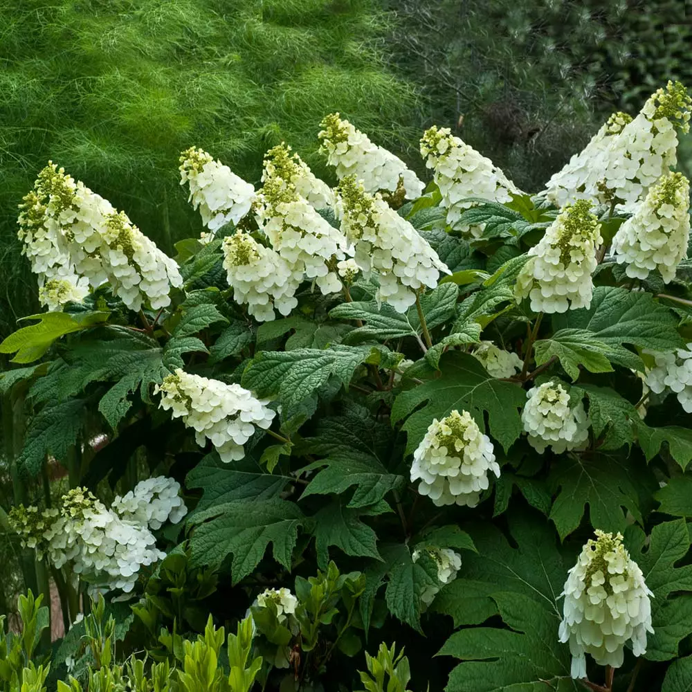 Fast Growing Trees Hydrangea Shrubs Alice Oakleaf Hydrangea 4 Fast Growing Trees Hydrangea Shrubs Alice Oakleaf Hydrangea