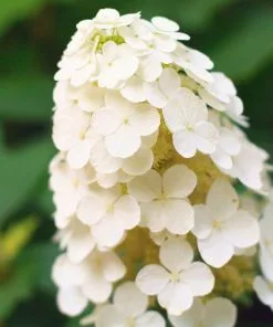 Fast Growing Trees Hydrangea Shrubs Alice Oakleaf Hydrangea 8 Fast Growing Trees Hydrangea Shrubs Alice Oakleaf Hydrangea