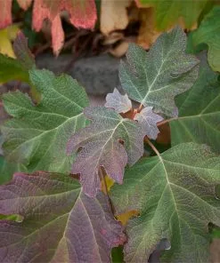 Fast Growing Trees Hydrangea Shrubs Alice Oakleaf Hydrangea 9 Fast Growing Trees Hydrangea Shrubs Alice Oakleaf Hydrangea