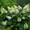 Fast Growing Trees Hydrangea Shrubs Alice Oakleaf Hydrangea 2 Fast Growing Trees Hydrangea Shrubs Alice Oakleaf Hydrangea