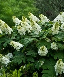 Fast Growing Trees Hydrangea Shrubs Alice Oakleaf Hydrangea