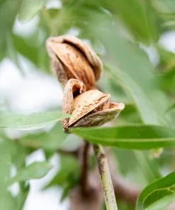 Fast Growing Trees All-in-One Almond Tree Nut Trees