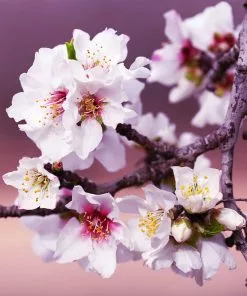 Fast Growing Trees All-in-One Almond Tree Nut Trees