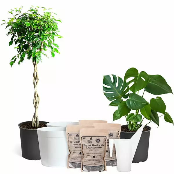 Fast Growing Trees All-in-One House Plant Starter Kit 3 Fast Growing Trees All-in-One House Plant Starter Kit