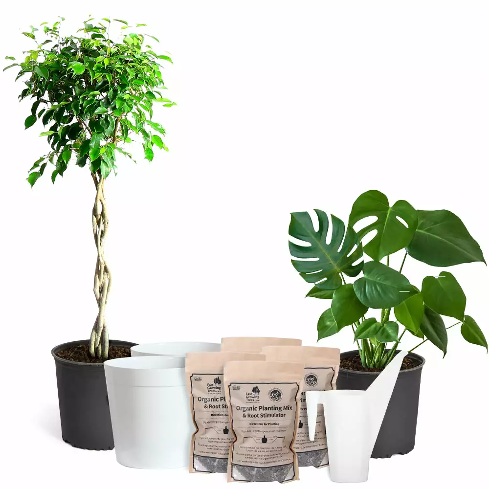 Fast Growing Trees Air Purifying House Plants Braided Benjamina Ficus Tree 13 Fast Growing Trees Air Purifying House Plants Braided Benjamina Ficus Tree