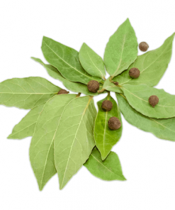 Fast Growing Trees See All Fruit Trees Allspice Tree
