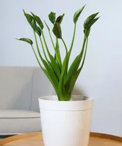 Fast Growing Trees Rare House Plant Kit 13 Fast Growing Trees Rare House Plant Kit