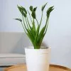 Fast Growing Trees Tiny Dancer Alocasia Plant 2 Fast Growing Trees Tiny Dancer Alocasia Plant