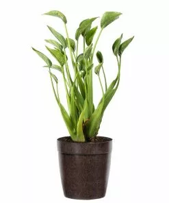 Fast Growing Trees Tiny Dancer Alocasia Plant 13 Fast Growing Trees Tiny Dancer Alocasia Plant