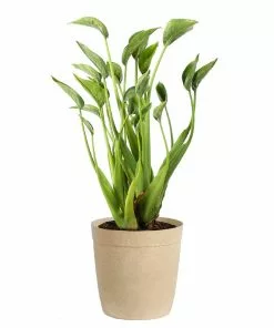 Fast Growing Trees Tiny Dancer Alocasia Plant 14 Fast Growing Trees Tiny Dancer Alocasia Plant