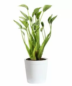 Fast Growing Trees Tiny Dancer Alocasia Plant 16 Fast Growing Trees Tiny Dancer Alocasia Plant