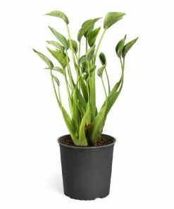 Fast Growing Trees Tiny Dancer Alocasia Plant 15 Fast Growing Trees Tiny Dancer Alocasia Plant