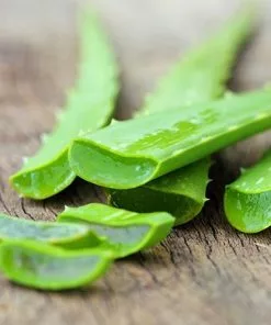 Fast Growing Trees Aloe Vera Plant 10 Fast Growing Trees Aloe Vera Plant